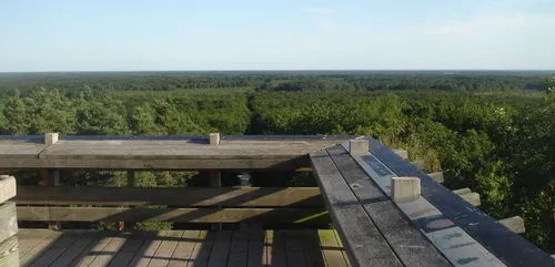 Forêt d’Orléans : le belvédère des Caillettes a rouvert (photos)