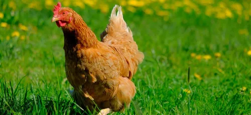 Nièvre : des poules pour réduire vos déchets