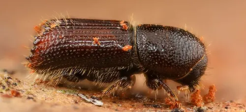 En Bourgogne-Franche-Comté, les épicéas ravagés par le scolyte