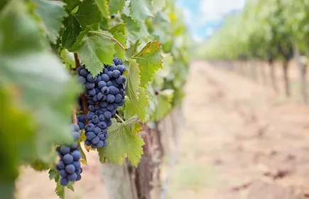 L’un des 50 meilleurs vignobles du monde est Berrichon !