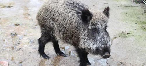 Nièvre : une conductrice meurt après avoir tenté d’éviter un sanglier