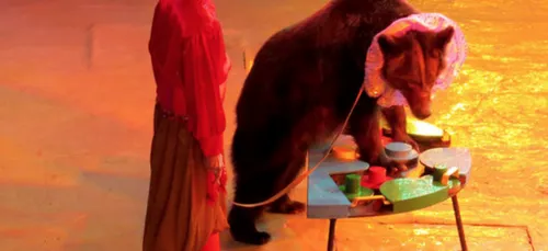 Eure-et-Loir : l’ours Micha n’a pas survécu à ses blessures