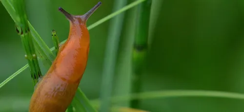 Yonne : à Joigny, la circulation automobile perturbée… par une...