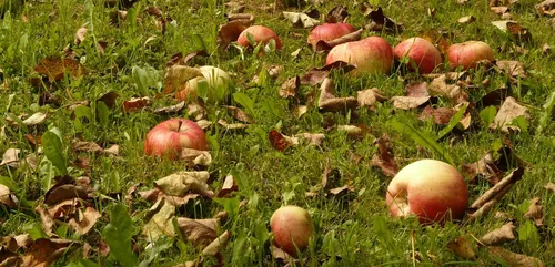 Une chaîne anti-gaspillage créée dans l’Yonne