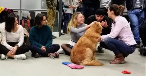 Diminuer le stress grâce aux animaux à l’université d’Angers