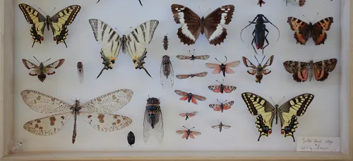 Une exposition pour (re)découvrir les anciennes collections des...