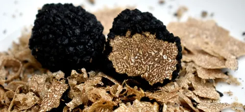 En Bourgogne, la truffe a souffert de la sécheresse