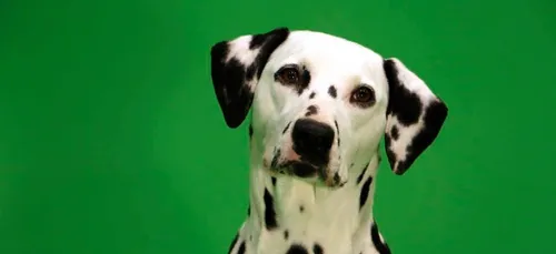 Loiret : onze chiens périssent dans un incendie à Sury-aux-Bois