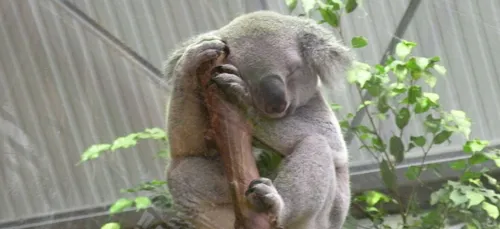 Incendies en Australie : le zoo de Beauval débloque des fonds