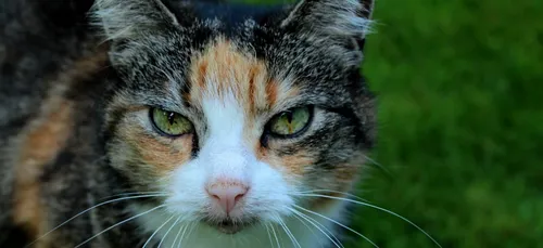 Cher : 30.000 signatures pour protester contre l’euthanasie de...