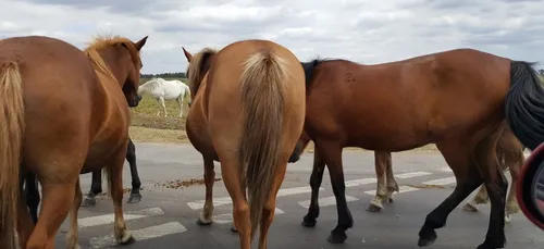 Yonne : il tue deux équidés sur la D606, puis se dénonce