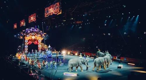 Cirque sans animaux à Angers : mesure symbolique et engagée