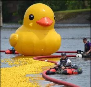 Angers : des canards à adopter pour la « Duck Race » !