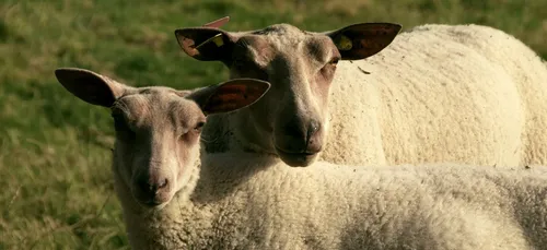 Cholet : l’agriculteur abattait clandestinement ses bêtes
