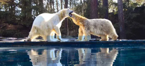 Sarthe : le zoo de La Flèche recrute !