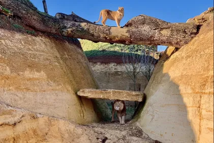 Le « cratère des carnivores » dévoilé au Bioparc de Doué-la-Fontaine