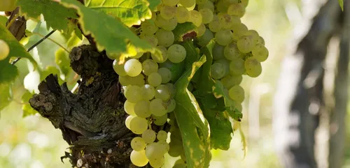 Aucune commune bourguignonne ne devrait perdre son appellation AOC...