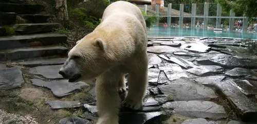 La Flèche : Une saison au zoo continuera malgré l’arrêt de France 4