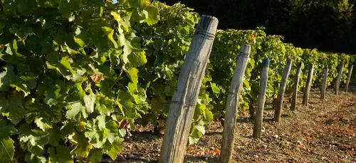 L’impact des taxes américaines reste limité pour les vins du...