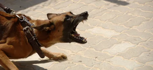 Vierzon : neuf personnes blessées dans une attaque de chiens