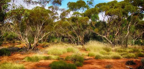 Remède-miracle pour rester jeune et vacances en Australie : voici...