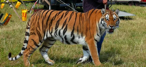 Sens : manifestation contre la présence d’animaux sauvages dans les...