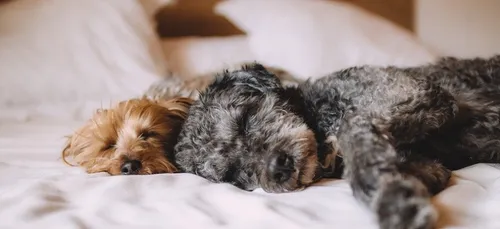 Astuce pour bien dormir et tasse éco-responsable : voici le journal...