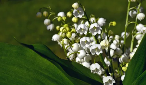 Emplois : des cueilleurs de muguet recherchés au Mans
