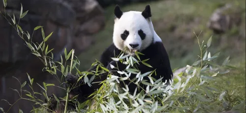 Le ZooParc de Beauval : un tour du monde vous attend