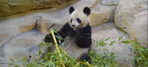Un possible nouveau bébé panda au zoo de Beauval