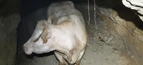 Maine-et-Loire : les pompiers au secours d’une vache tombée dans un...