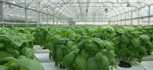 Coronavirus : les horticulteurs  du Loiret sont inquiets