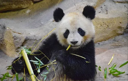 La femelle panda du Zoo de Beauval n’est pas enceinte