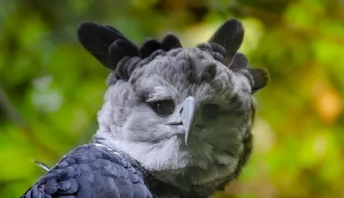 Un couple de harpies féroces s’installe au Zoo de Beauval (photos)