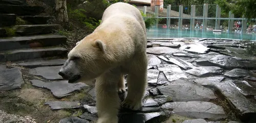 Le Zoo de la Flèche rouvrira le 20 mai