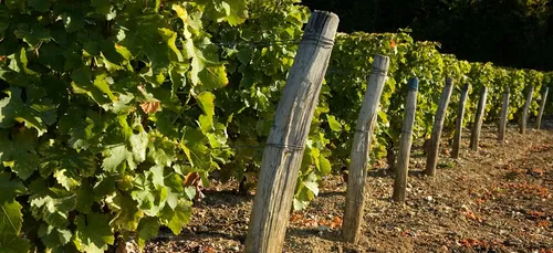 Malgré le déconfinement, les viticulteurs peinent à trouver des...