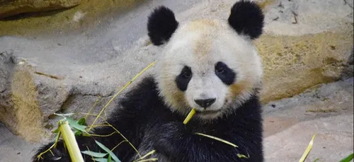 Le Zoo de Beauval rouvre le 2 juin