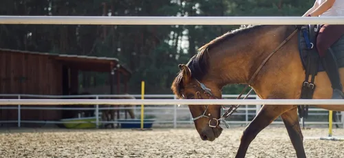 Le centre équestre de Parcé-sur-Sarthe se remet en selle