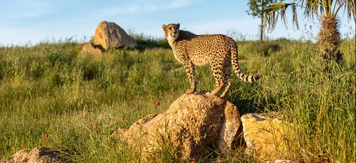 Le cratère des carnivores, star de l’été au Bioparc de...