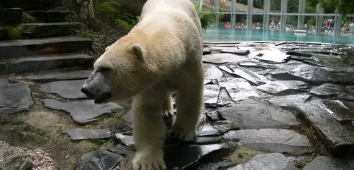 Zoo de la Flèche : une nouvelle ourse polaire et des animations...