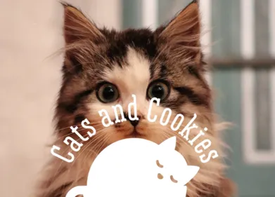 Venez découvrir le premier bar à chats d'Angers