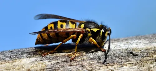 Cher : nouveau décès lié à des piqûres de guêpes