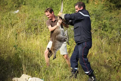 Allier : un wallaby secouru par les pompiers