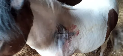 De nouvelles agressions d'équidés dans l’Yonne (photos)