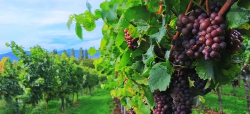 Un vendangeur du Loiret retrouvé mort dans le Beaujolais