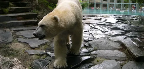 Sarthe : « Une saison au zoo » de retour à la télévision