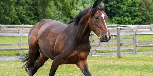 Chevaux mutilés dans l’Yonne : un suspect arrêté