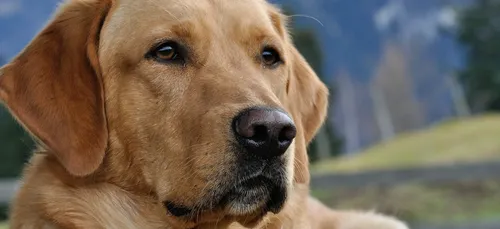 Nevers : condamné à du sursis pour avoir laissé son chien mourir