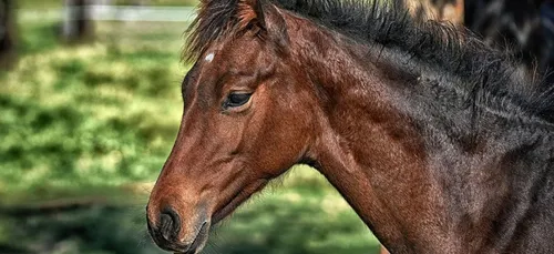 Des chevaux mutilés dans la Nièvre et l’Allier