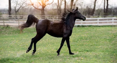 Animaux mutilés : la FDSEA du Maine-et-Loire vient en aide aux...